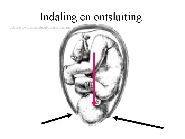 Indaling en ontsluiting http: //www. babyplein. nl/ontsluiting. asp 