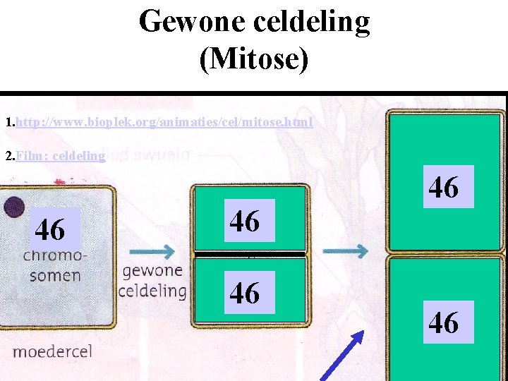 Gewone celdeling (Mitose) 1. http: //www. bioplek. org/animaties/cel/mitose. html 2. Film: celdeling 46 46