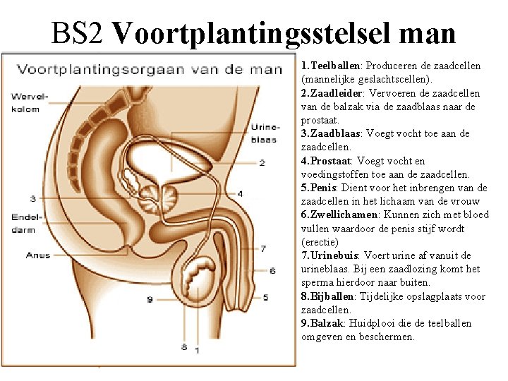 BS 2 Voortplantingsstelsel man 1. Teelballen: Produceren de zaadcellen (mannelijke geslachtscellen). 2. Zaadleider: Vervoeren
