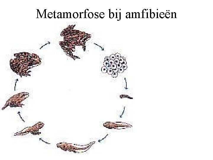 Metamorfose bij amfibieën 