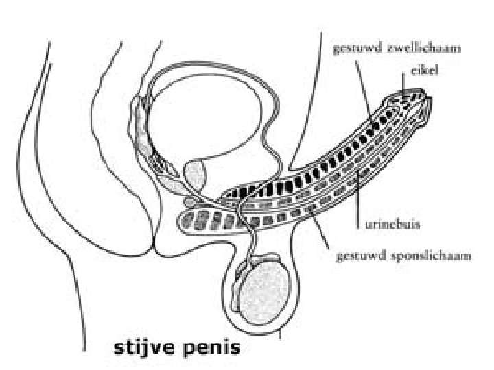 Stijve penis (doorsnede ) 