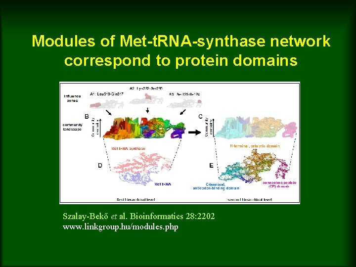 Modules of Met-t. RNA-synthase network correspond to protein domains Szalay-Bekő et al. Bioinformatics 28: