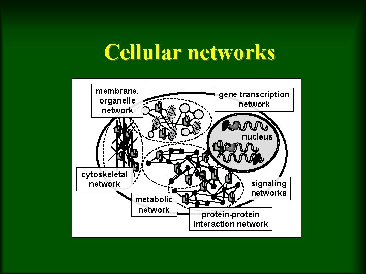 Cellular networks membrane, organelle network gene transcription network nucleus cytoskeletal network metabolic network signaling