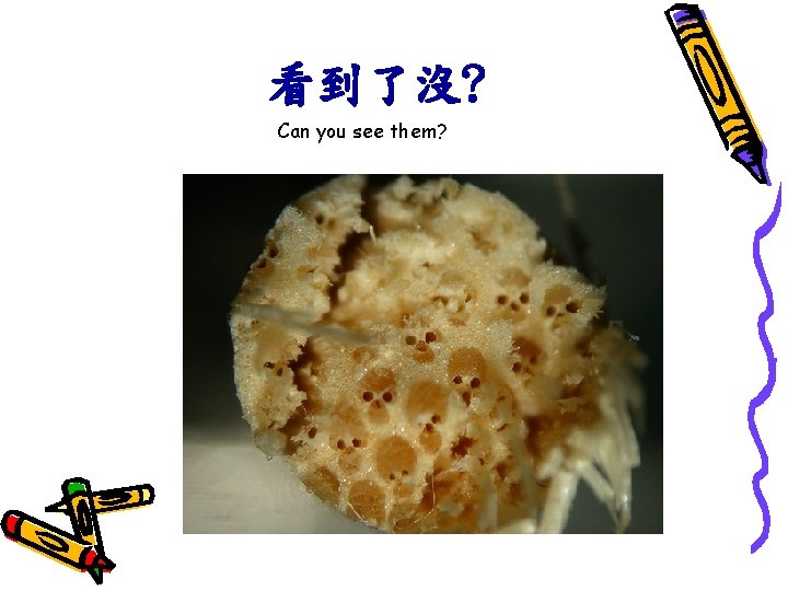 看到了沒? Can you see them? 