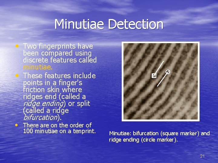 Minutiae Detection • Two fingerprints have • been compared using discrete features called minutiae.