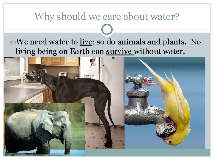 Why should we care about water? We need water to live; so do animals