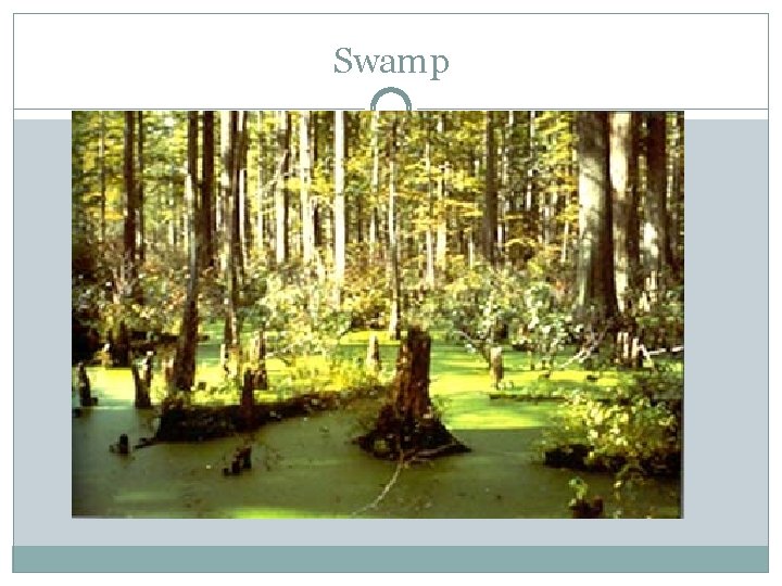 Swamp 