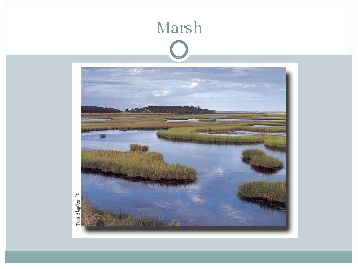 Marsh 