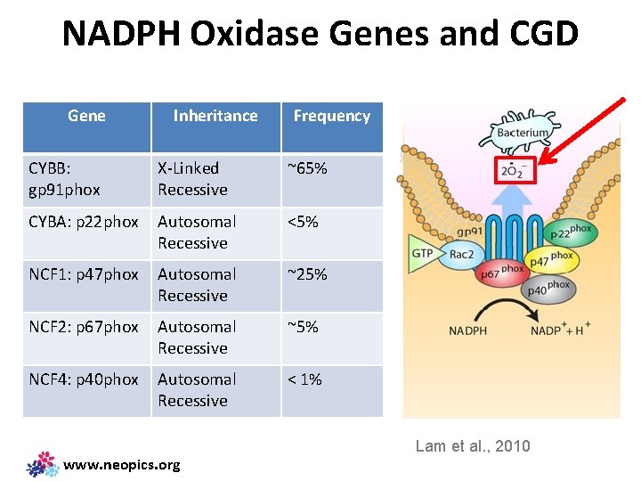 NADPH Oxidase Genes and CGD Gene Inheritance Frequency CYBB: gp 91 phox X-Linked Recessive