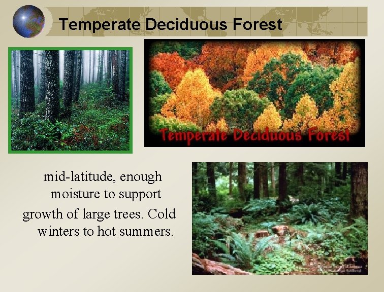 Temperate Deciduous Forest mid-latitude, enough moisture to support growth of large trees. Cold winters