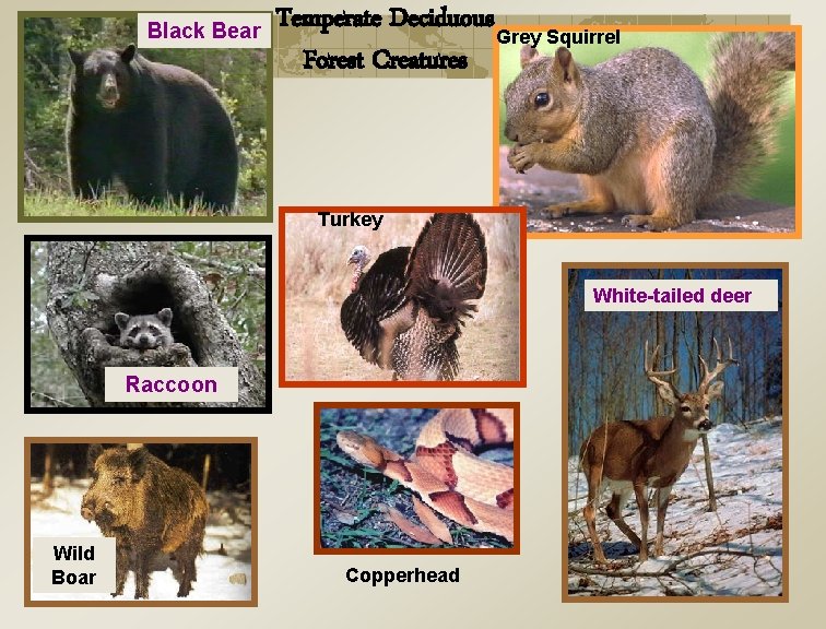 Black Bear Temperate Deciduous Grey Squirrel Forest Creatures Turkey White-tailed deer Raccoon Wild Boar