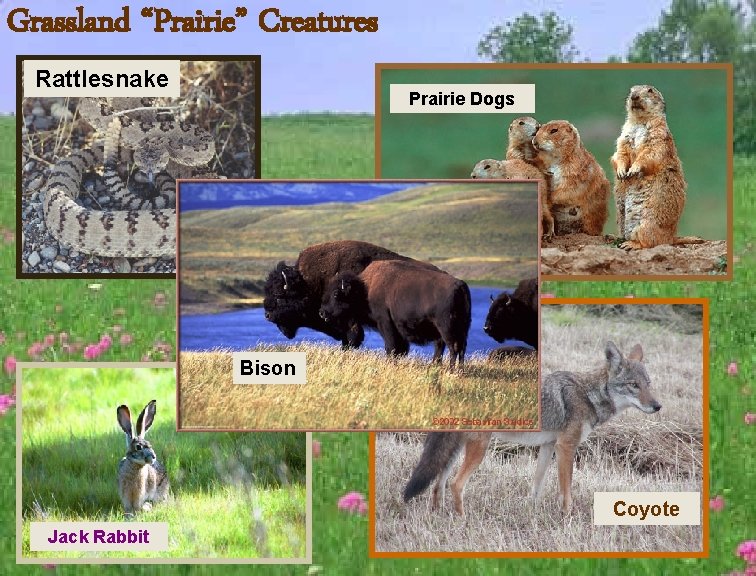 Grassland “Prairie” Creatures Rattlesnake Prairie Dogs Bison Coyote Jack Rabbit 