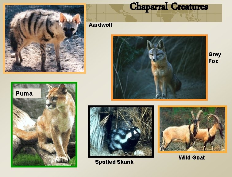 Chaparral Creatures Aardwolf Grey Fox Puma Spotted Skunk Wild Goat 