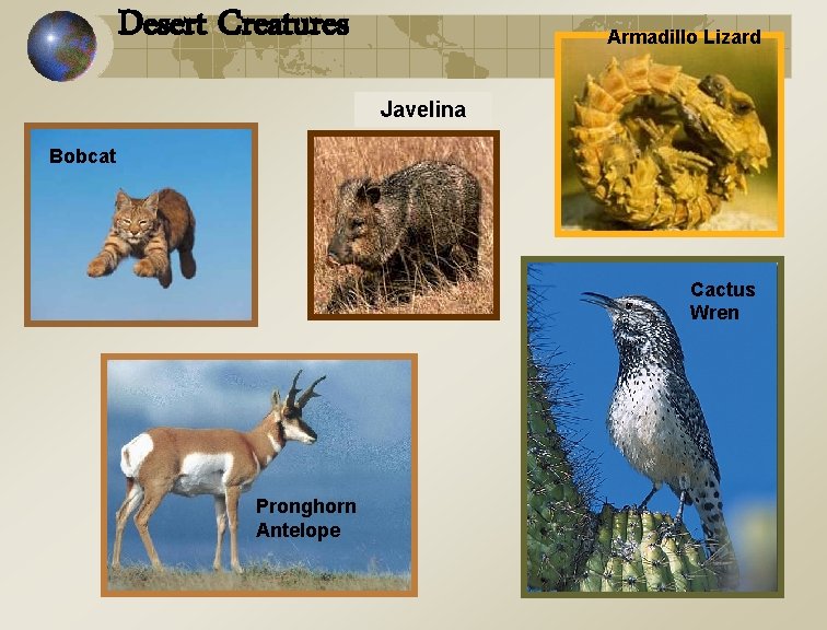 Desert Creatures Armadillo Lizard Javelina Bobcat Cactus Wren Pronghorn Antelope 