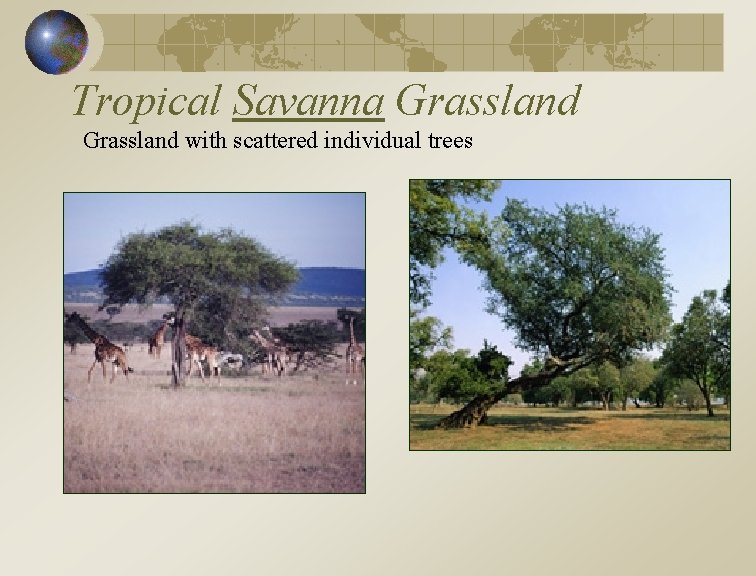 Tropical Savanna Grassland with scattered individual trees 
