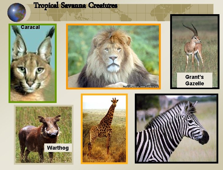 Tropical Savanna Creatures Caracal Grant’s Gazelle Warthog 