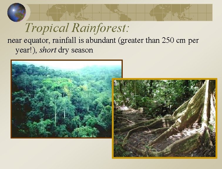  Tropical Rainforest: near equator, rainfall is abundant (greater than 250 cm per year!),