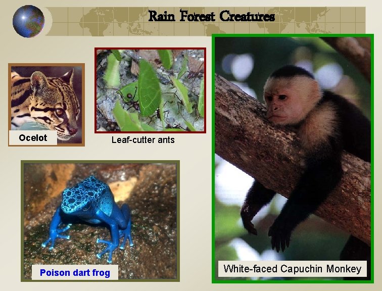 Rain Forest Creatures Ocelot Poison dart frog Leaf-cutter ants White-faced Capuchin Monkey 
