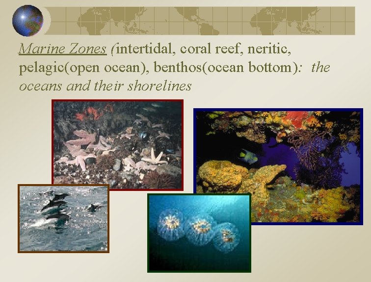 Marine Zones (intertidal, coral reef, neritic, pelagic(open ocean), benthos(ocean bottom): the oceans and their