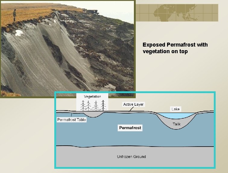 Exposed Permafrost with vegetation on top 