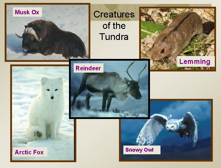 Musk Ox Creatures of the Tundra Lemming Reindeer Arctic Fox Snowy Owl 