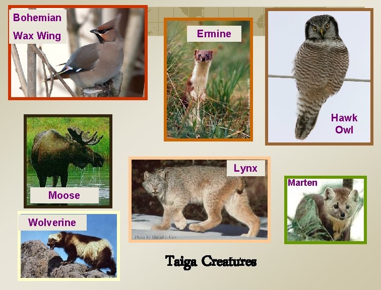 Bohemian Wax Wing Ermine Hawk Owl Lynx Marten Moose Wolverine Taiga Creatures 