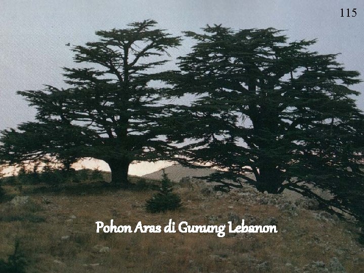 115 Pohon Aras di Gunung Lebanon 