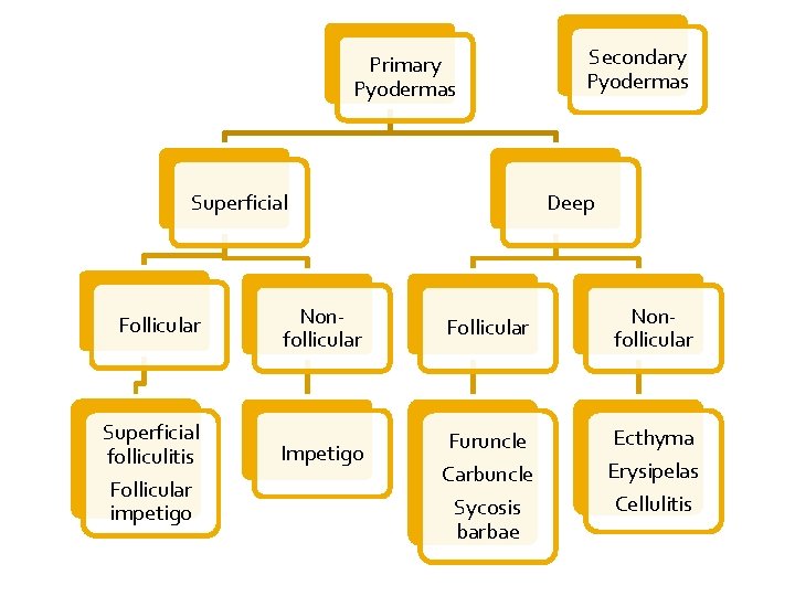 Primary Pyodermas Superficial Follicular Superficial folliculitis Follicular impetigo Nonfollicular Impetigo Secondary Pyodermas Deep Follicular