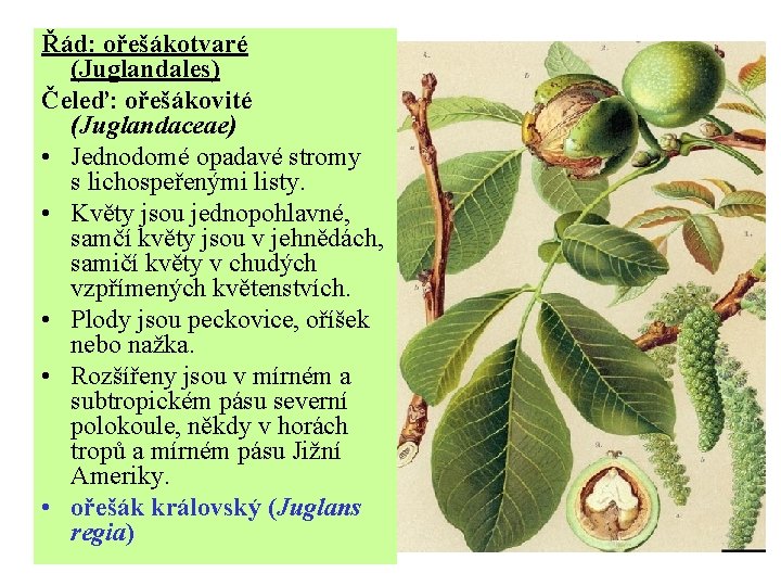 Řád: ořešákotvaré (Juglandales) Čeleď: ořešákovité (Juglandaceae) • Jednodomé opadavé stromy s lichospeřenými listy. •