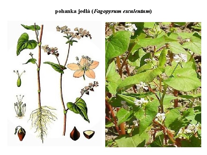 pohanka jedlá (Fagopyrum esculentum) 