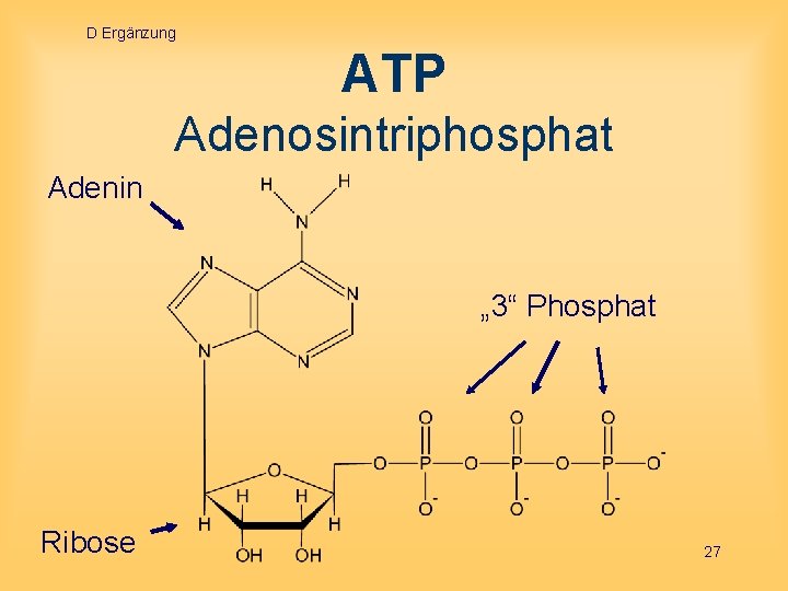 D Ergänzung ATP Adenosintriphosphat Adenin „ 3“ Phosphat Ribose 27 