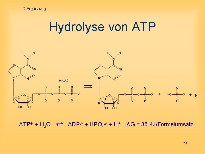 D Ergänzung Hydrolyse von ATP +H 2 O H+ ATP 4 - + H