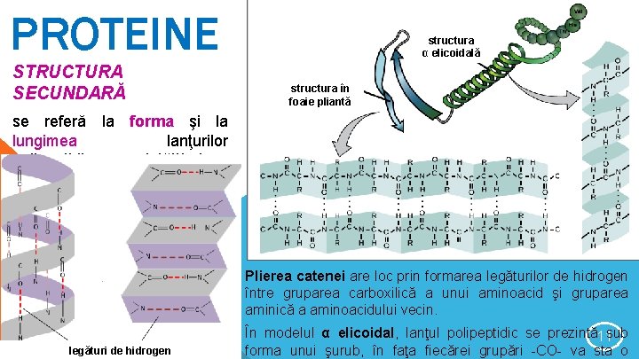 PROTEINE STRUCTURA SECUNDARĂ structura α elicoidală structura în foaie pliantă se referă la forma