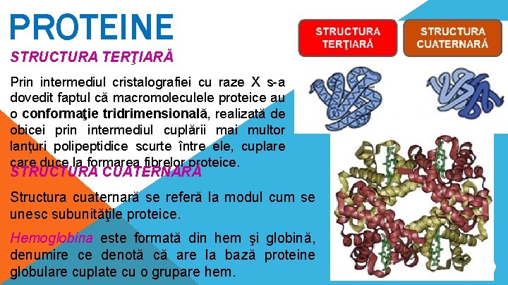 PROTEINE STRUCTURA TERŢIARĂ Prin intermediul cristalografiei cu raze X s-a dovedit faptul că macromoleculele