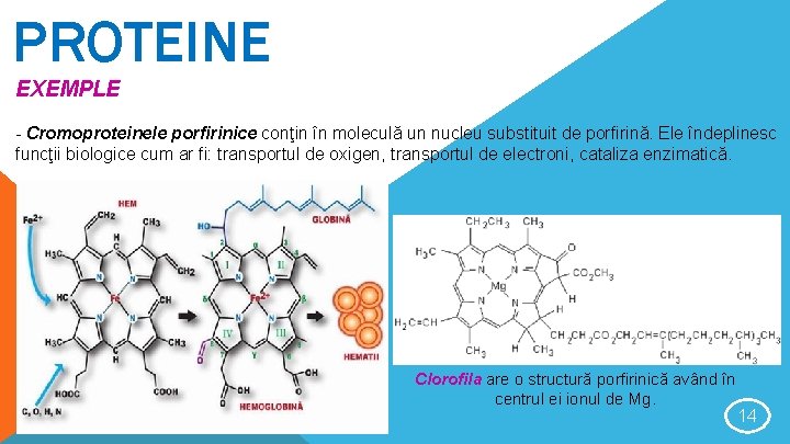 PROTEINE EXEMPLE - Cromoproteinele porfirinice conţin în moleculă un nucleu substituit de porfirină. Ele