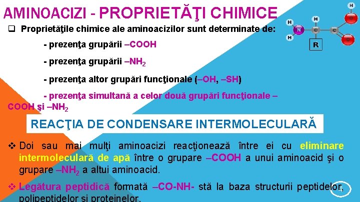 AMINOACIZI - PROPRIETĂŢI CHIMICE q Proprietăţile chimice ale aminoacizilor sunt determinate de: - prezenţa