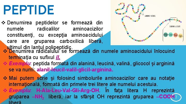 PEPTIDE v Denumirea peptidelor se formează din numele radicalilor aminoacizilor constituenţi, cu excepţia aminoacidului