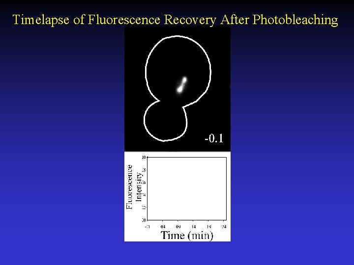 Timelapse of Fluorescence Recovery After Photobleaching 