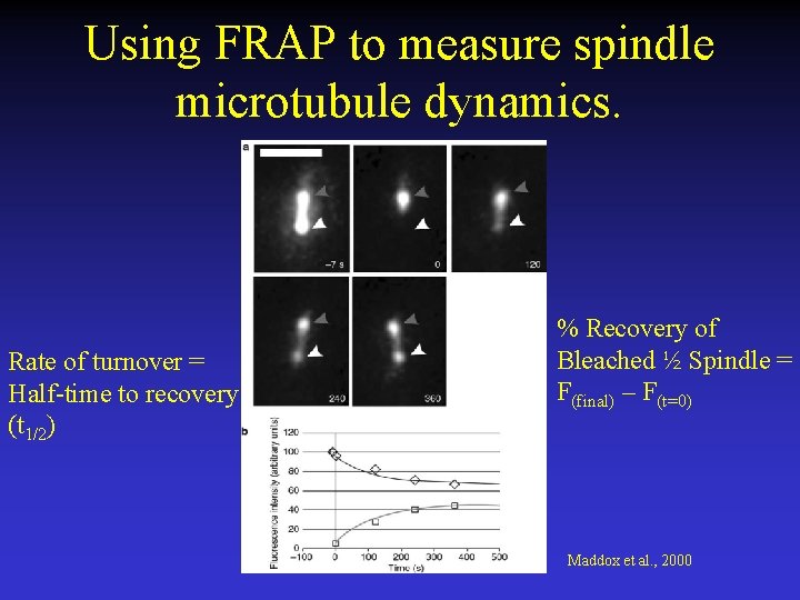 Using FRAP to measure spindle microtubule dynamics. Rate of turnover = Half-time to recovery