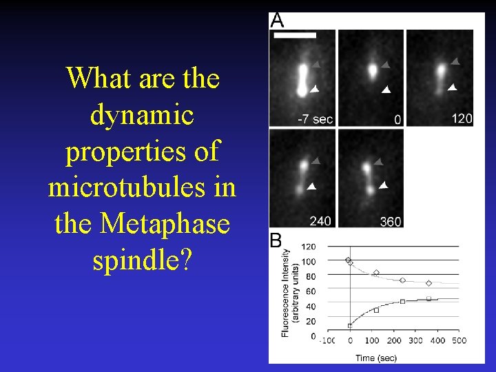 What are the dynamic properties of microtubules in the Metaphase spindle? 