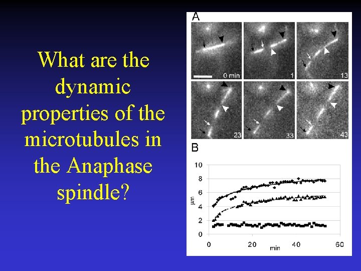 What are the dynamic properties of the microtubules in the Anaphase spindle? 