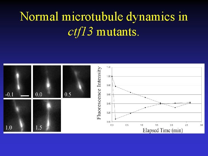 Normal microtubule dynamics in ctf 13 mutants. 