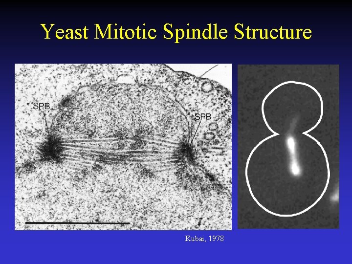 Yeast Mitotic Spindle Structure Kubai, 1978 