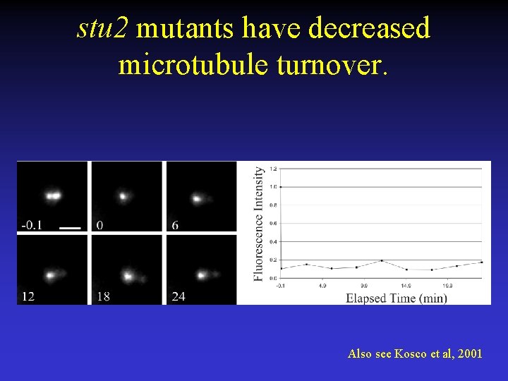 stu 2 mutants have decreased microtubule turnover. Also see Kosco et al, 2001 