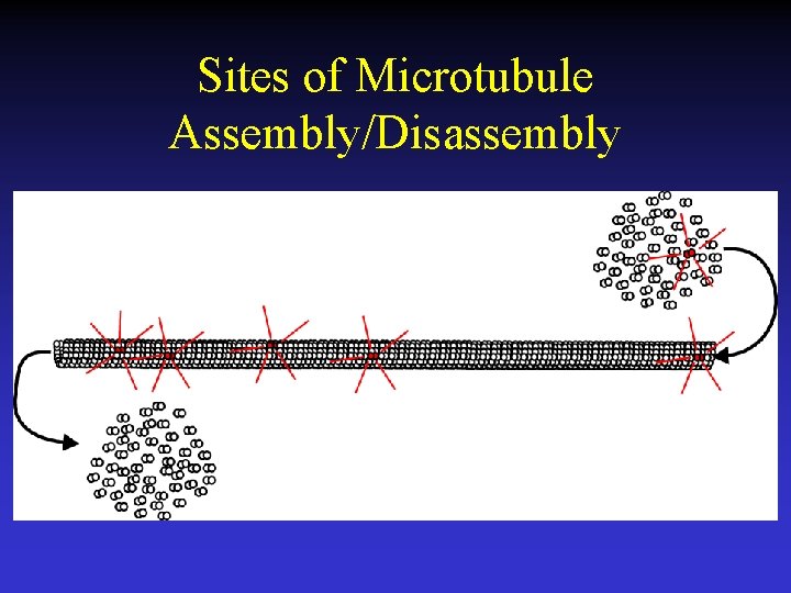 Sites of Microtubule Assembly/Disassembly 