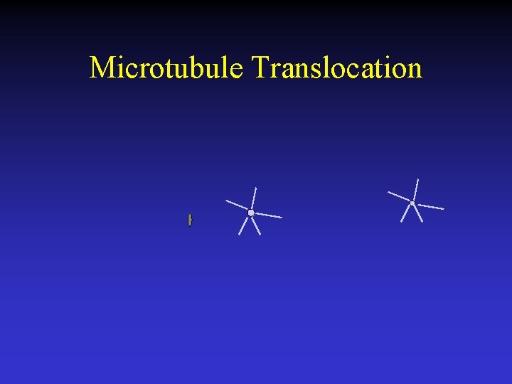 Microtubule Translocation 