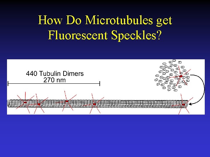 How Do Microtubules get Fluorescent Speckles? 