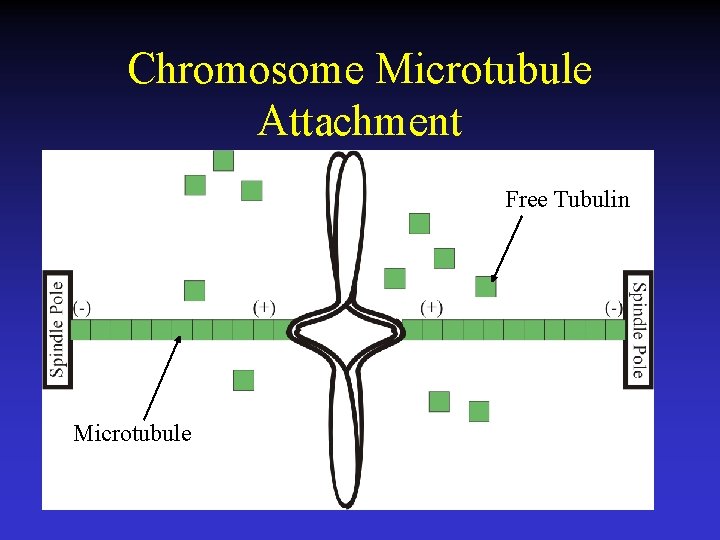 Chromosome Microtubule Attachment Free Tubulin Microtubule 