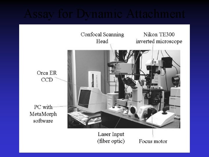 Assay for Dynamic Attachment 
