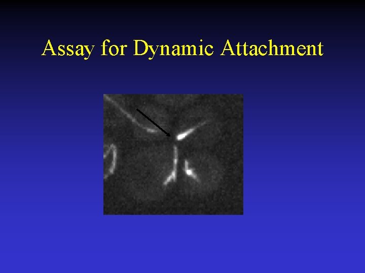 Assay for Dynamic Attachment 